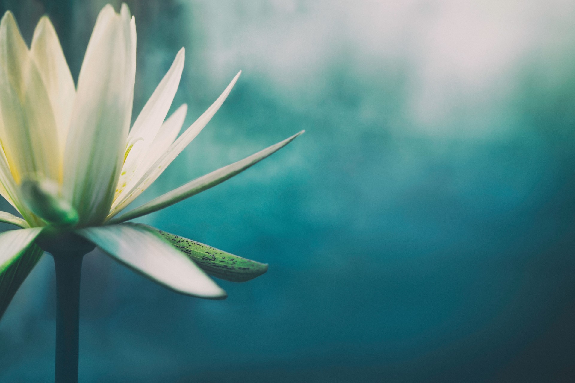 Lotus flower in bloom